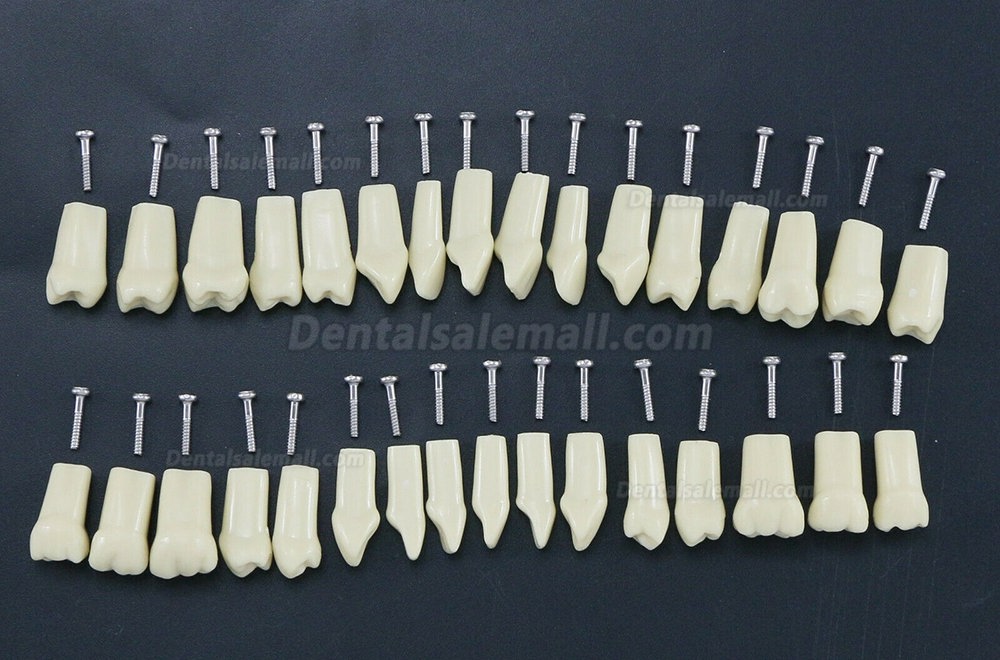 Dental Typodont Restorative Standard Simulation Model 32PCS Removable Teeth Compatible Frasaco AG3 Type
